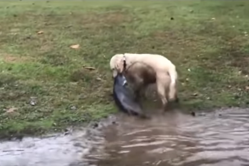 메기 잡는 골든 리트리버