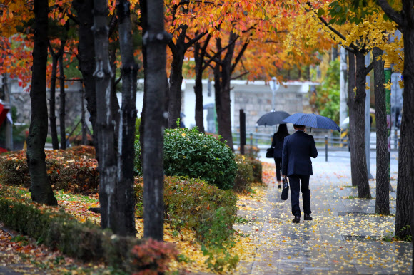 기분 좋은 가을비, 기분 좋은 단풍