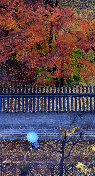 겨울을 재촉하는 가을비가 내린 8일 낙엽이 내려앉은 서울 덕수궁 돌담길을 시민들이 우산을 쓴채 걷고 있다. 2018.11.8. 박지환 기자 popocar@seoul.co.kr