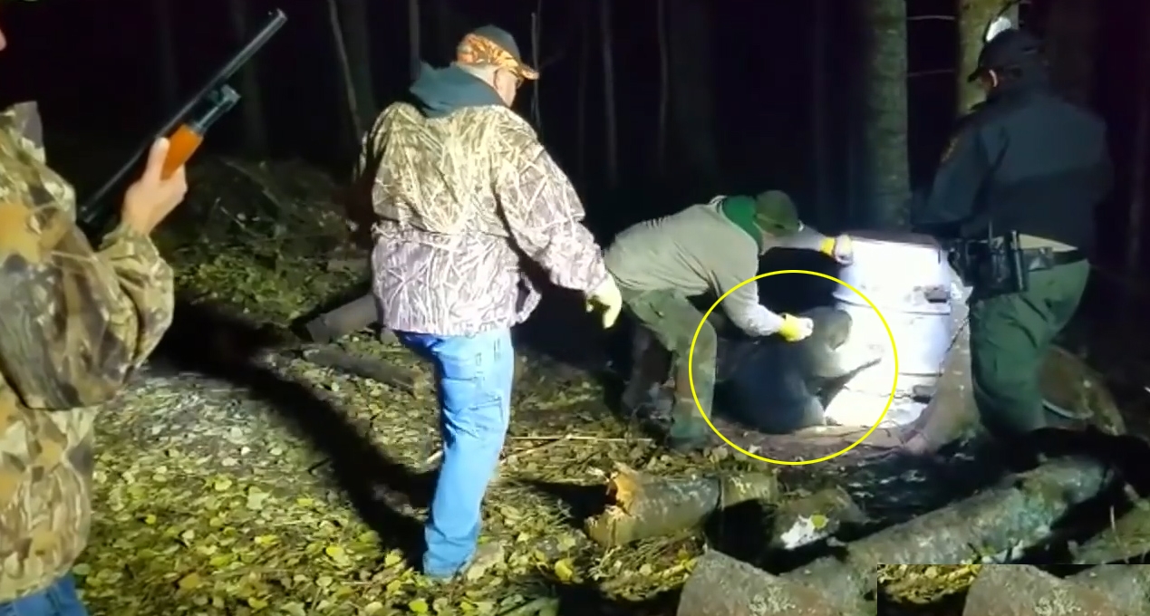 미국 미네소타 한 숲속에서 먹이를 찾던 새끼 곰이 드럼통에 목을 넣고 빼지 못하는 모습(유튜브 영상 캡처)