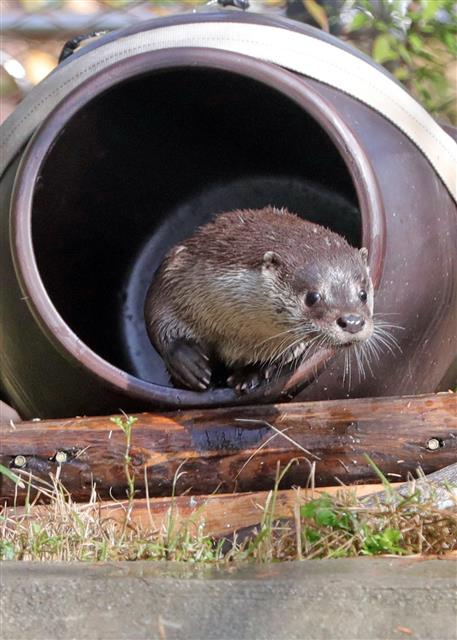 ‘여기가 수달네 집이오’
