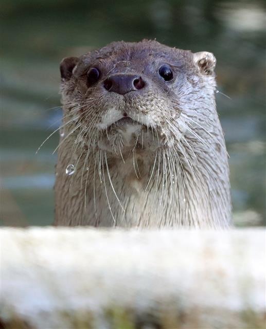 전주동물원 수달의‘빼꼼 인사’