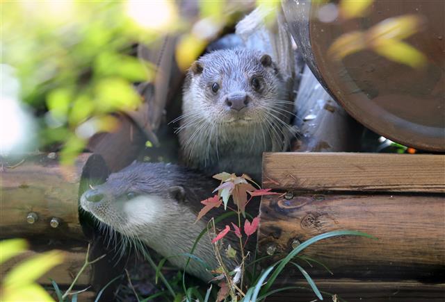 전주동물원의 마스코트가 될 ‘수수와 달달’