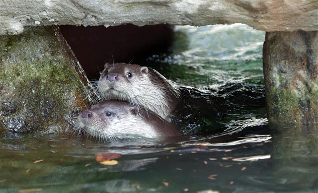 ‘수달 처음봐요?’