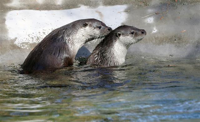 전주동물원 마스코트가 될 ‘수수와 달달’