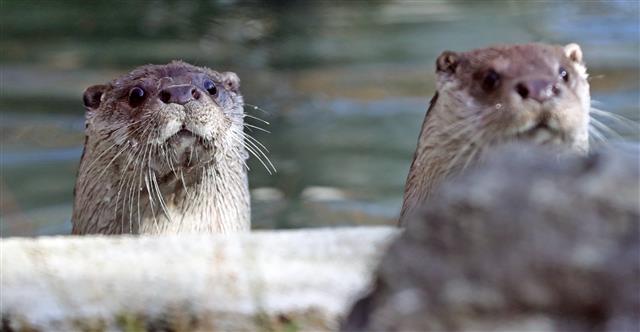 ‘수달 보려고 왔나요’