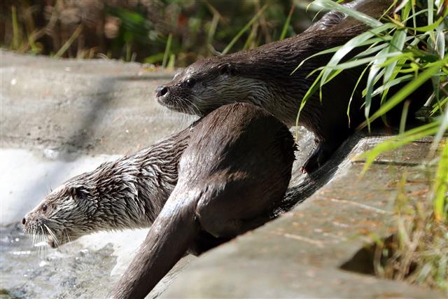 전주동물원의 새 귀염둥이 ‘수수와 달달’