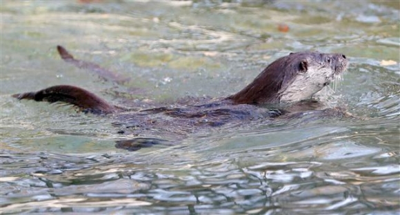 여유있게 수영하는 전주동물원 수달