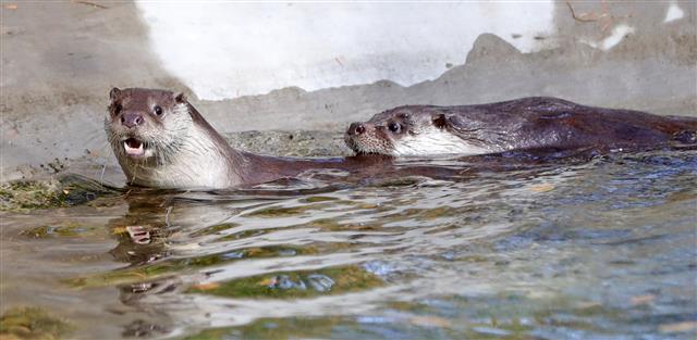 날카로운 이빨 자랑하는 전주동물원 수달
