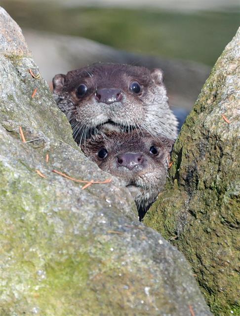전주동물원 수달자매 ‘예쁘게 찍어주세요’