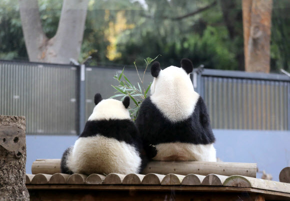 12일(현지시간) 일본 도쿄의 우에노 동물원에서 새끼 자이언트 판다 샹샹(왼쪽)과 엄마 판다 신신이 나란히 앉아있다. AFP 연합뉴스