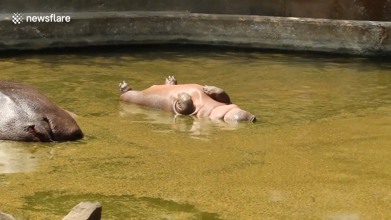 인도 뉴델리 국립공원에서 하마 한 마리가 마치 죽어 있는 듯 누워있는 모습(유튜브 영상 캡처)