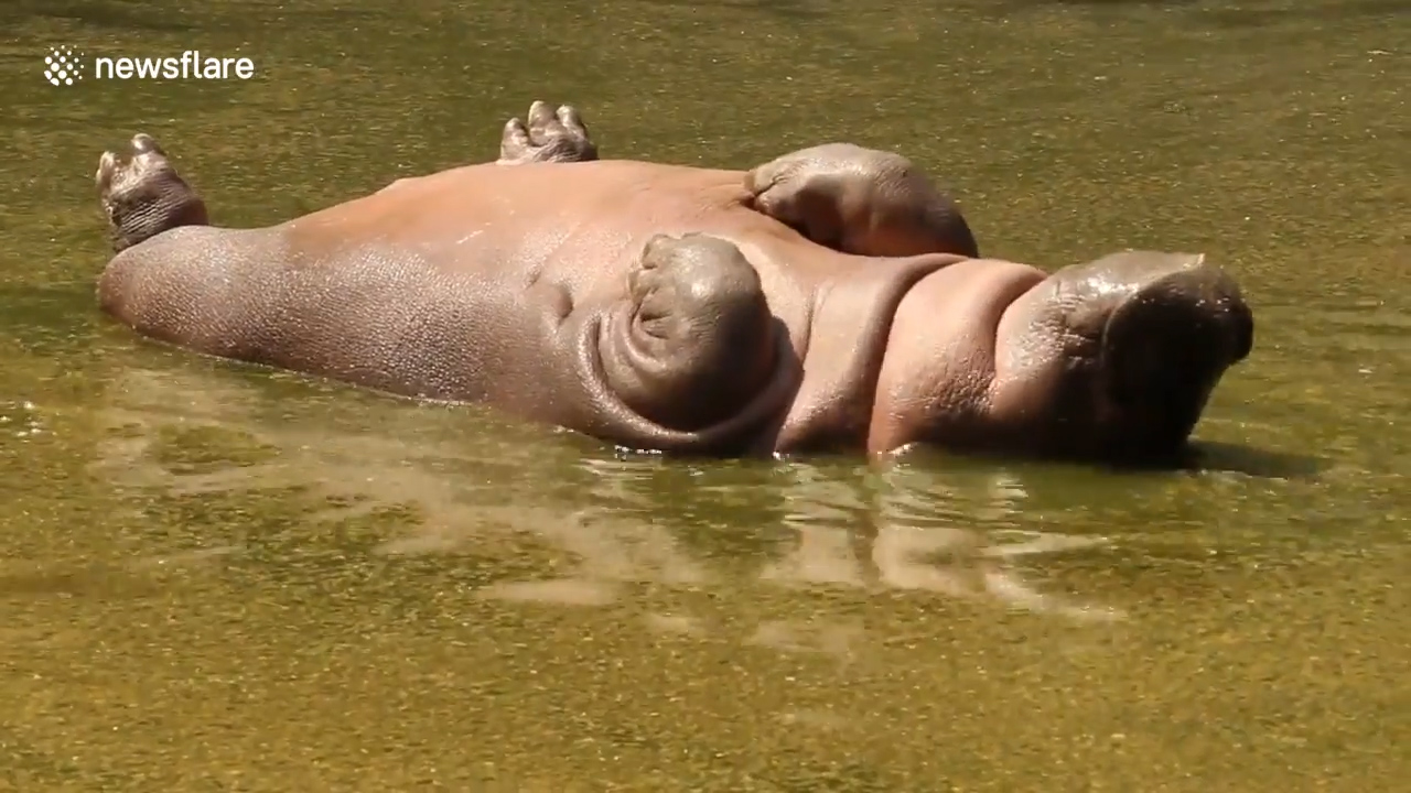 인도 뉴델리 국립공원에서 하마 한 마리가 마치 죽어 있는 듯 누워있는 모습(유튜브 영상 캡처)