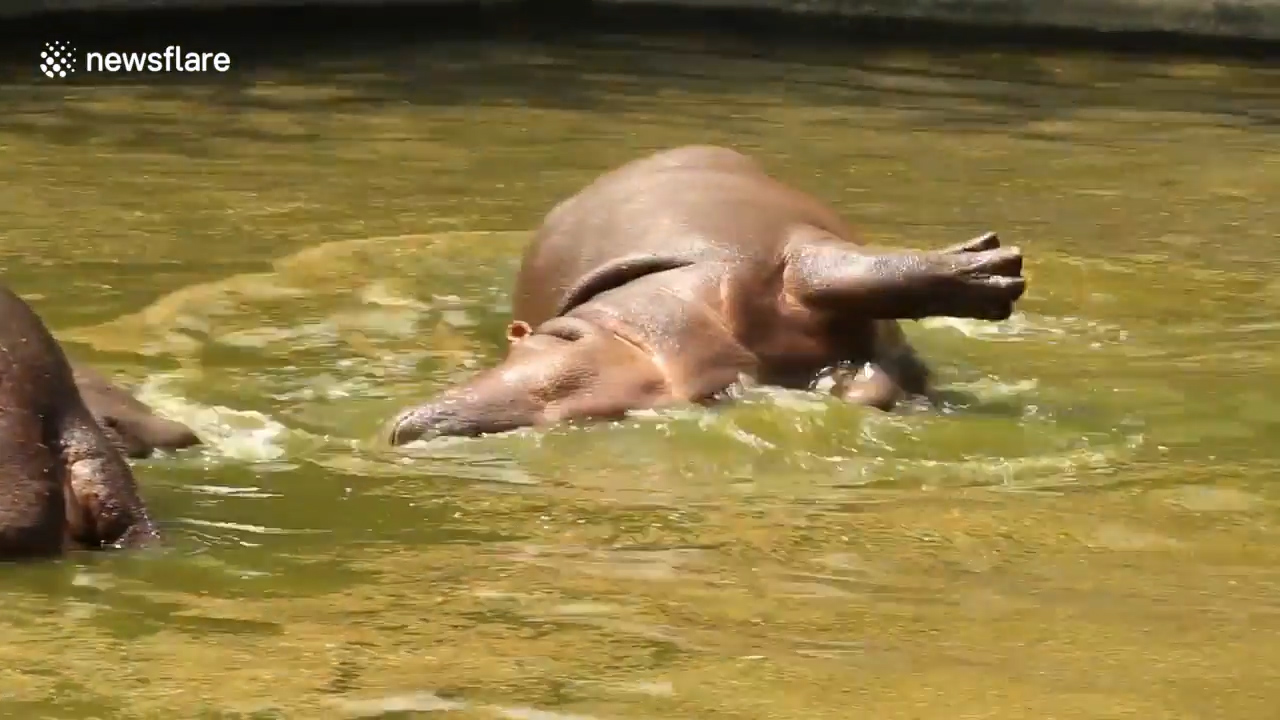 인도 뉴델리 국립공원에서 하마 한 마리가 마치 죽어 있는 듯 누워있는 모습(유튜브 영상 캡처)