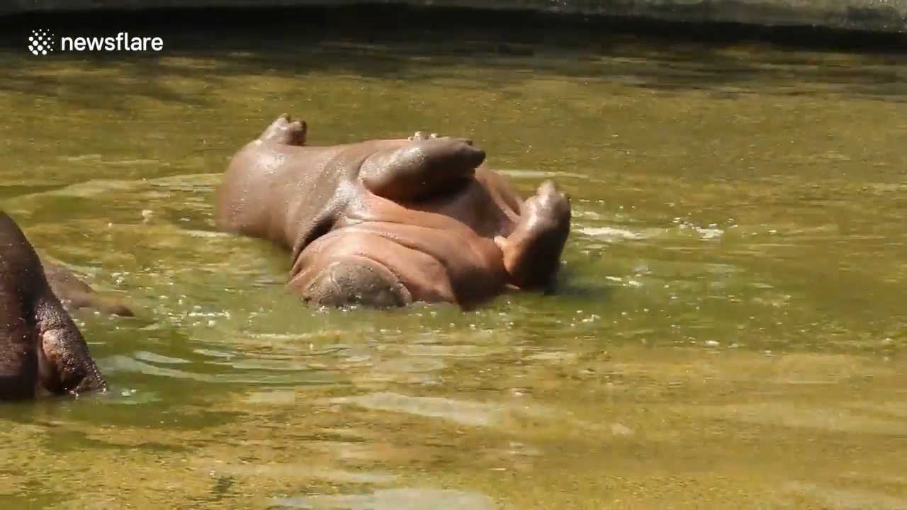 인도 뉴델리 국립공원에서 하마 한 마리가 마치 죽어 있는 듯 누워있는 모습(유튜브 영상 캡처)
