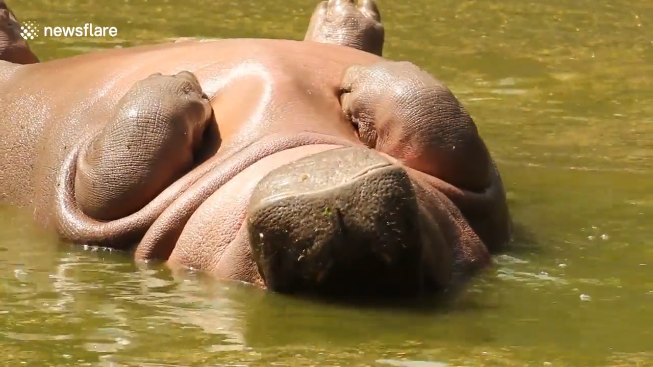 인도 뉴델리 국립공원에서 하마 한 마리가 마치 죽어 있는 듯 누워있는 모습(유튜브 영상 캡처)