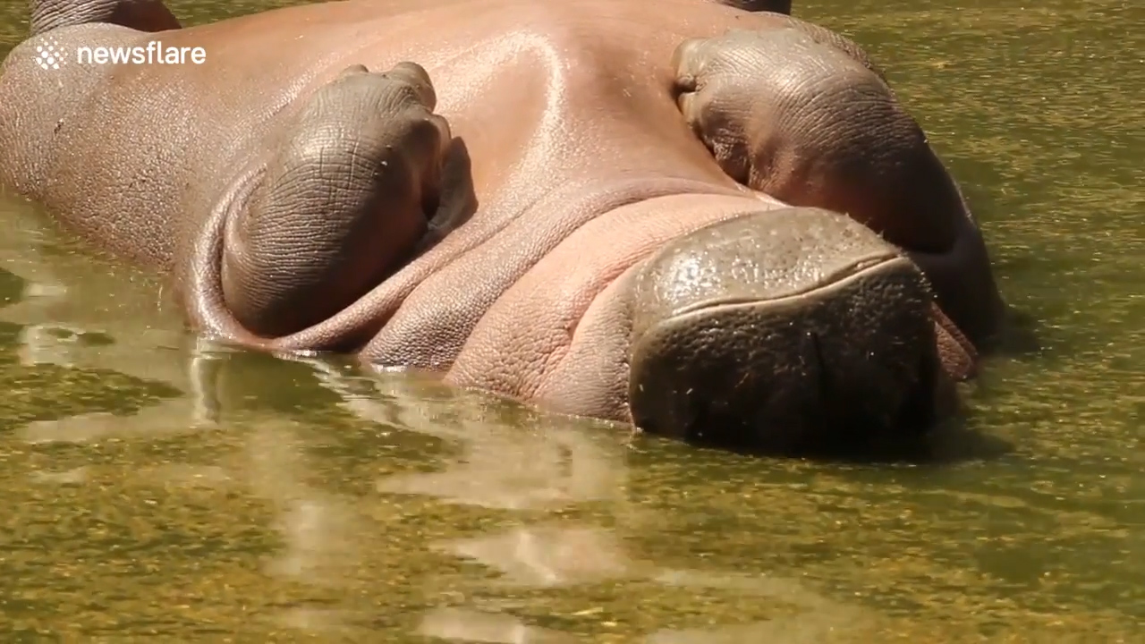 인도 뉴델리 국립공원에서 하마 한 마리가 마치 죽어 있는 듯 누워있는 모습(유튜브 영상 캡처)