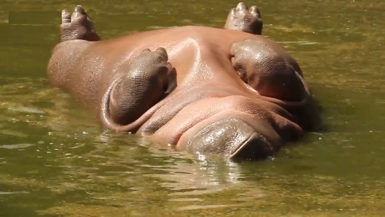 인도 뉴델리 국립공원에서 하마 한 마리가 마치 죽어 있는 듯 누워있는 모습(유튜브 영상 캡처)