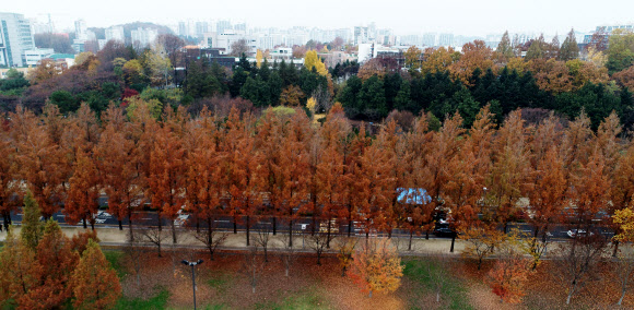 온종일 가랑비가 내린 16일 오후 광주 북구 전남대학교 교정이 비에 젖어 짙은 늦가을 정취를 풍기고 있다. 2018.11.16  연합뉴스