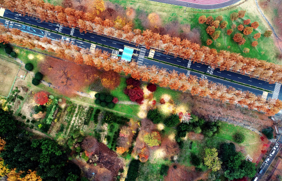 온종일 가랑비가 내린 16일 오후 광주 북구 전남대학교 교정이 비에 젖어 짙은 늦가을 정취를 풍기고 있다. 2018.11.16  연합뉴스