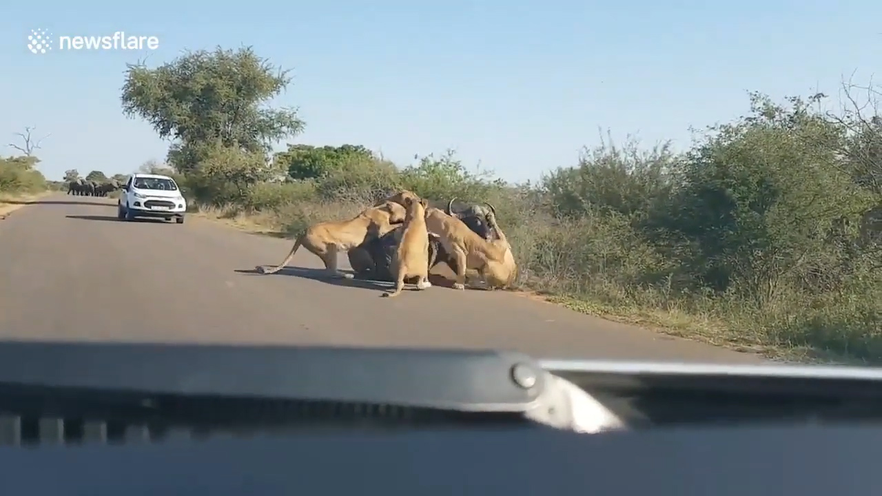 남아프리카 공화국 크루거 국립공원에서 사자무리에게 당하는 버팔로 한 마리의 모습(유튜브 영상 캡처)
