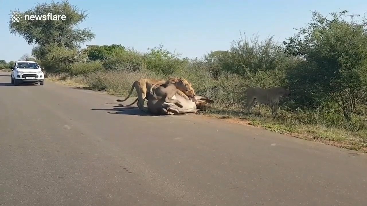 남아프리카 공화국 크루거 국립공원에서 사자무리에게 당하는 버팔로 한 마리의 모습(유튜브 영상 캡처)