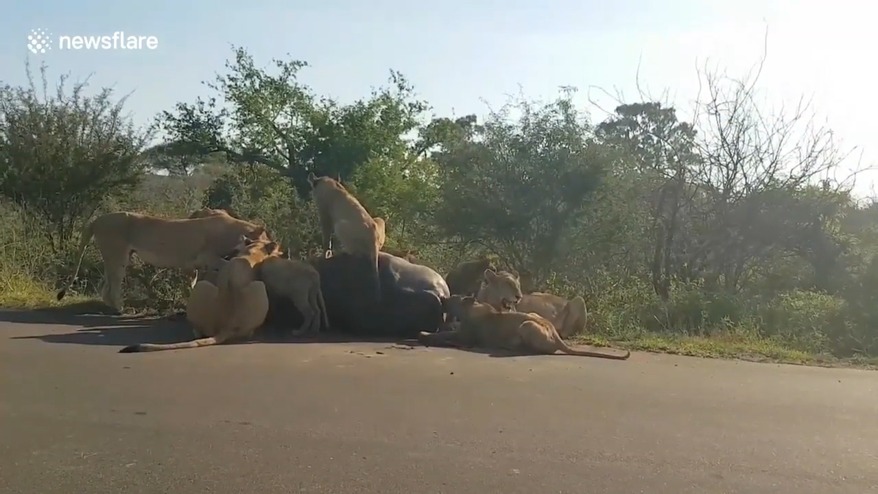 남아프리카 공화국 크루거 국립공원에서 사자무리에게 당하는 버팔로 한 마리의 모습(유튜브 영상 캡처)