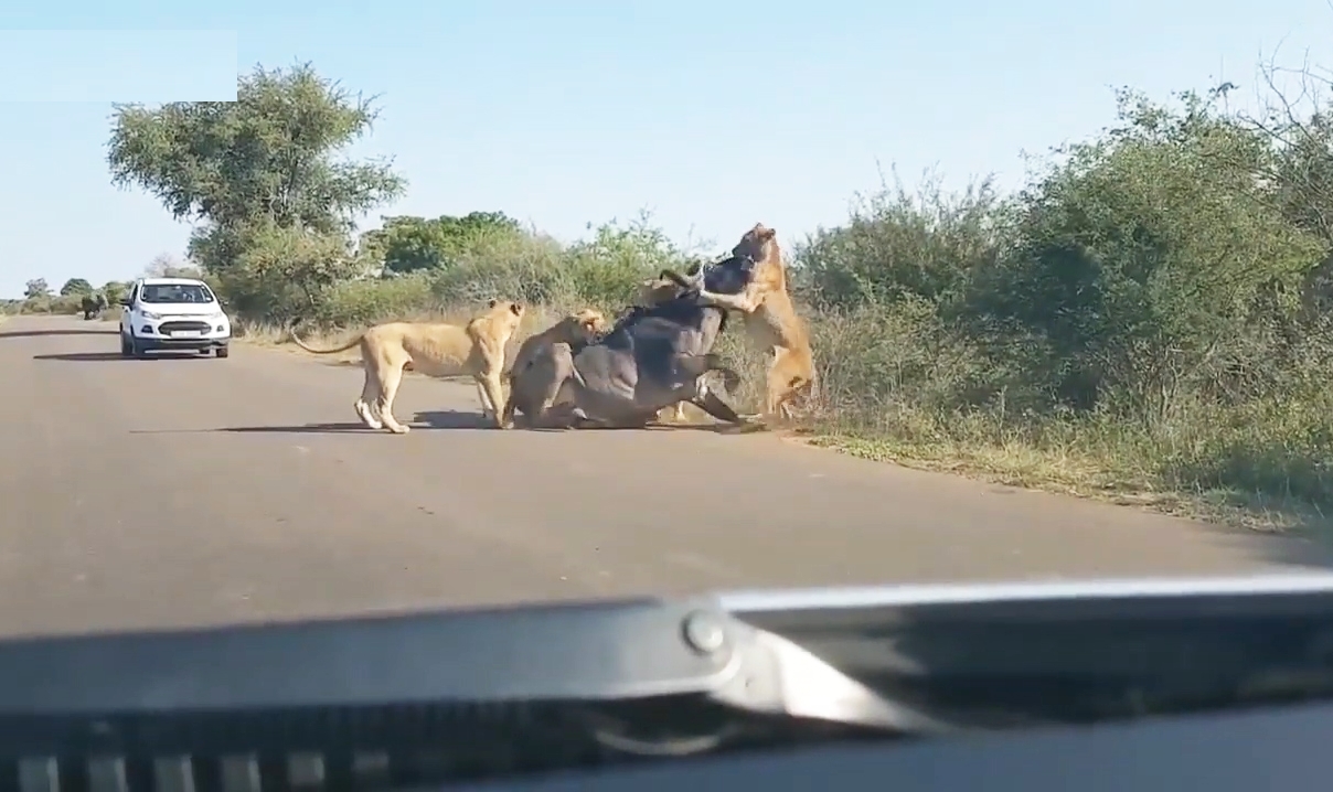 남아프리카 공화국 크루거 국립공원에서 사자무리에게 당하는 버팔로 한 마리의 모습(유튜브 영상 캡처)