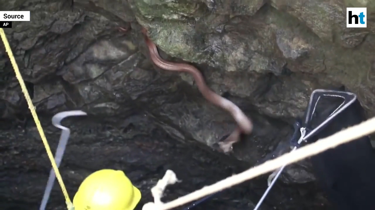 인도 뱀 전문가가 우물에 빠진 코브라를 구조해 내는 모습(유튜브 영상 캡처)