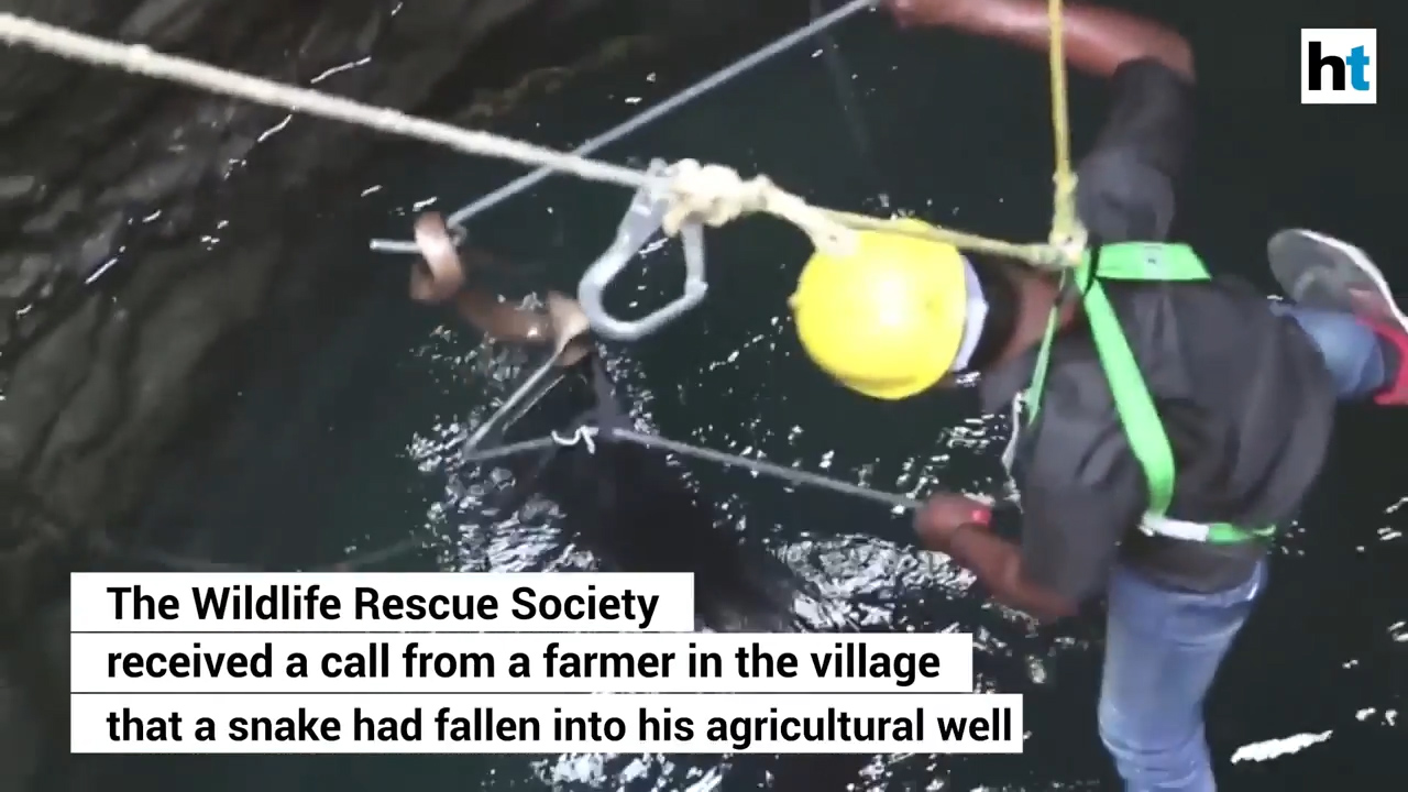 인도 뱀 전문가가 우물에 빠진 코브라를 구조해 내는 모습(유튜브 영상 캡처)