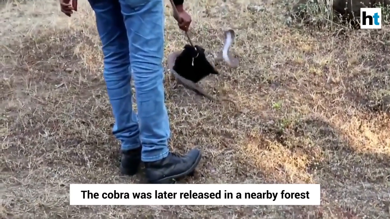 인도 뱀 전문가가 우물에 빠진 코브라를 구조해 내는 모습(유튜브 영상 캡처)