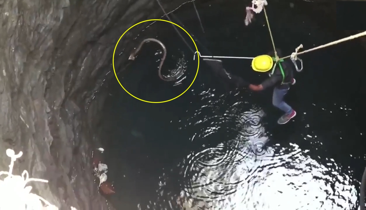 인도 뱀 전문가가 우물에 빠진 코브라를 구조해 내는 모습(유튜브 영상 캡처)