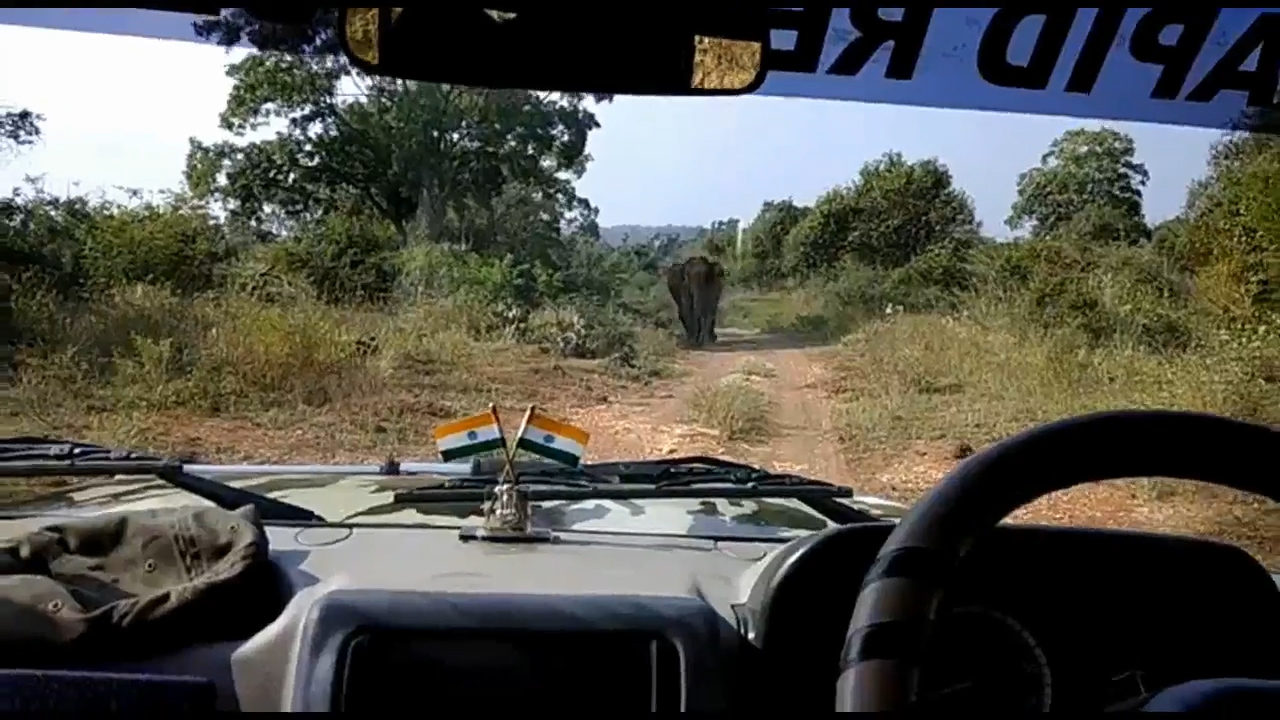 산림 관계자가 지프차 앞으로 무섭게 달려오는 코끼리의 모습(유튜브 영상 캡처)