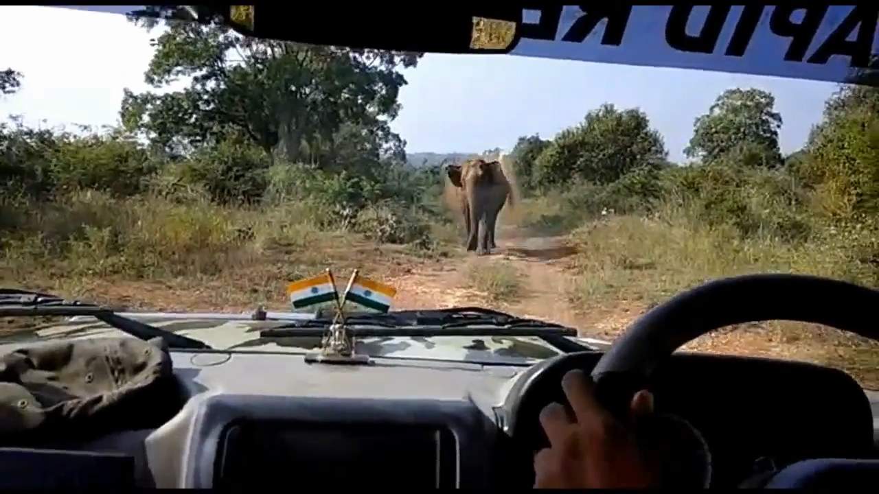 산림 관계자가 지프차 앞으로 무섭게 달려오는 코끼리의 모습(유튜브 영상 캡처)