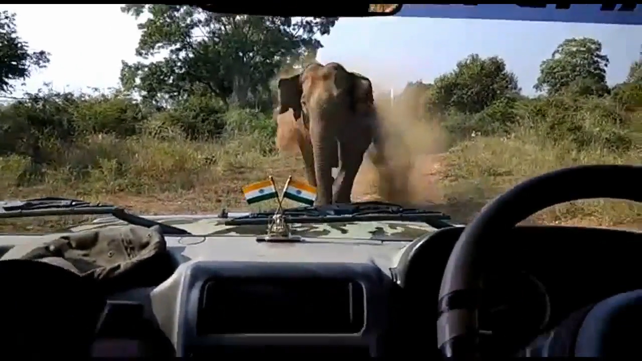 산림 관계자가 지프차 앞으로 무섭게 달려오는 코끼리의 모습(유튜브 영상 캡처)