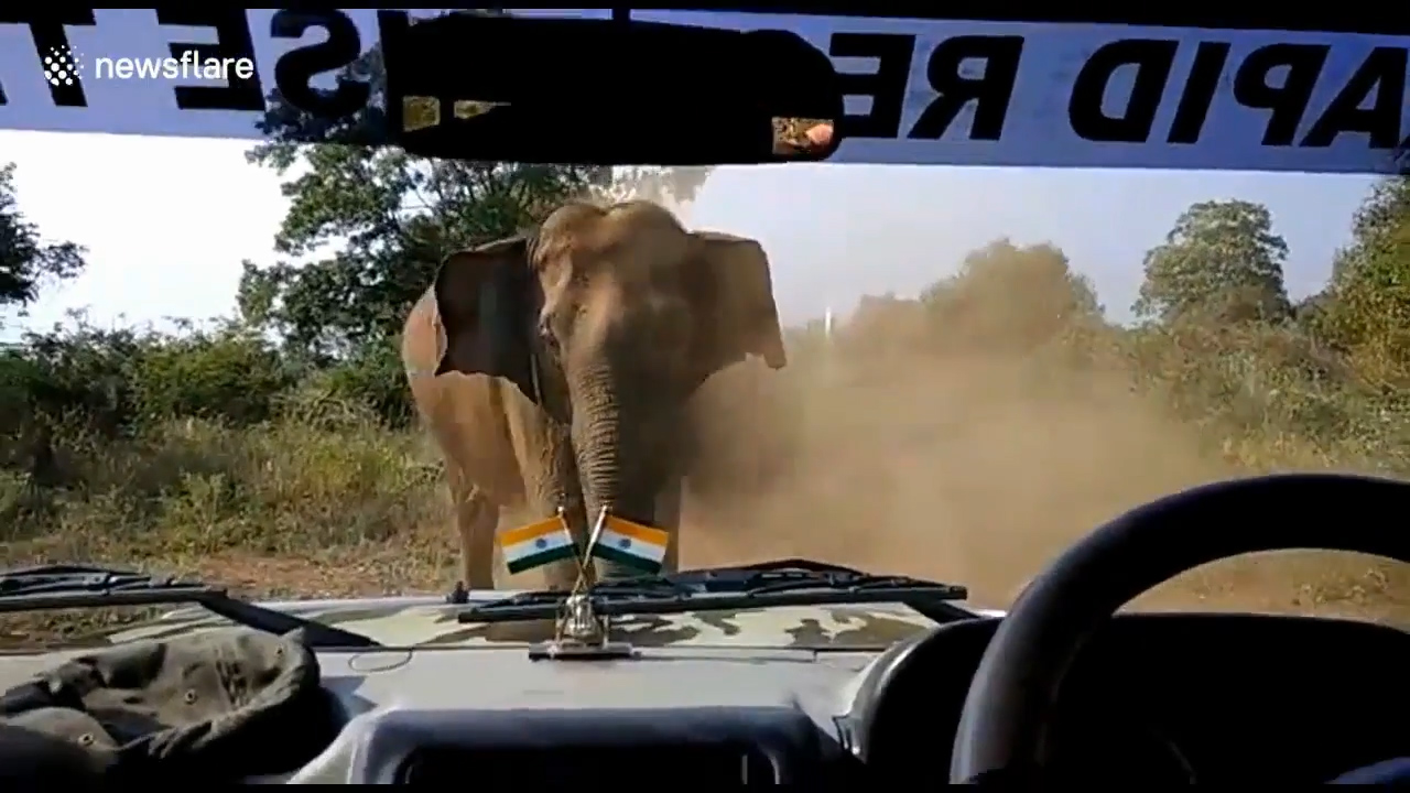 산림 관계자가 지프차 앞으로 무섭게 달려오는 코끼리의 모습(유튜브 영상 캡처)
