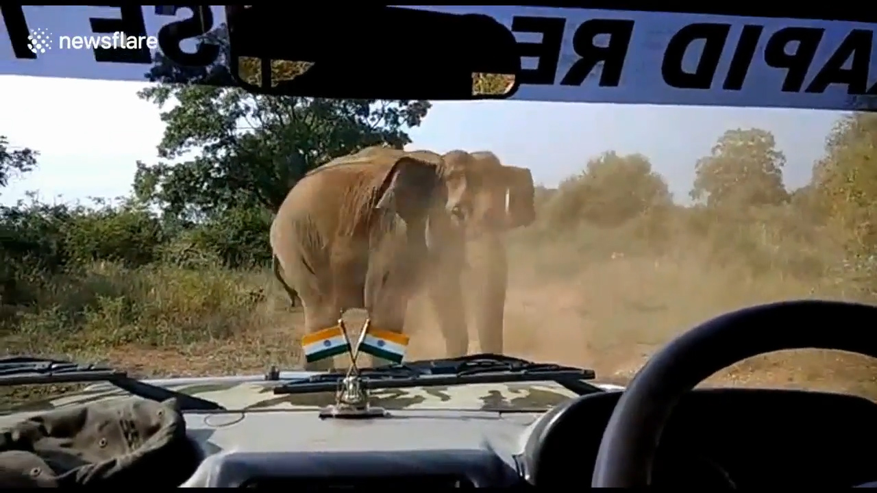 산림 관계자가 지프차 앞으로 무섭게 달려오는 코끼리의 모습(유튜브 영상 캡처)