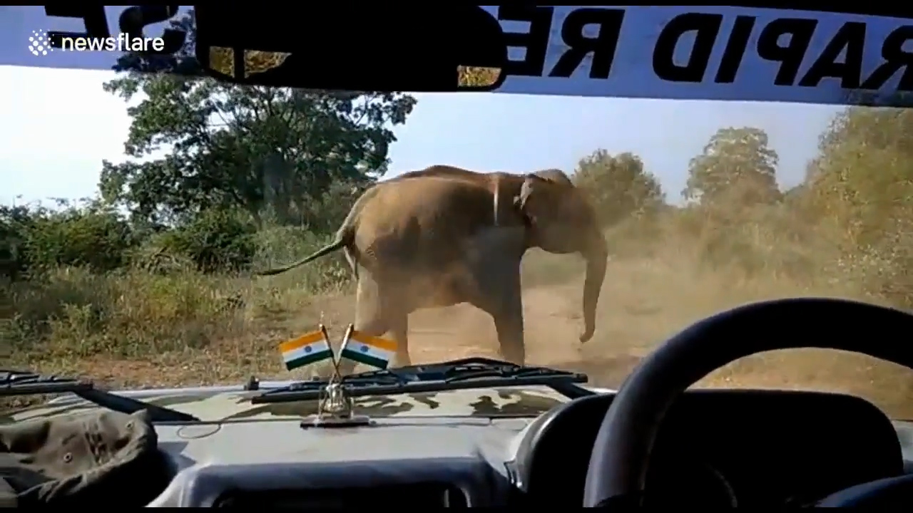 산림 관계자가 지프차 앞으로 무섭게 달려오는 코끼리의 모습(유튜브 영상 캡처)