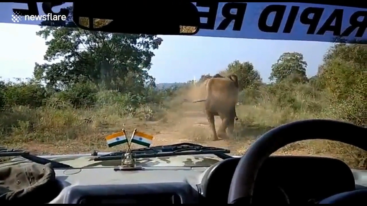 산림 관계자가 지프차 앞으로 무섭게 달려오는 코끼리의 모습(유튜브 영상 캡처)