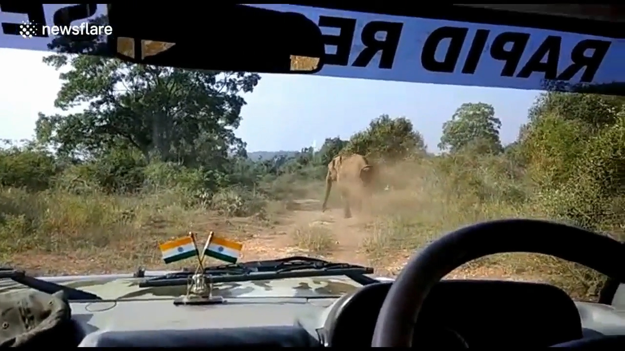 산림 관계자가 지프차 앞으로 무섭게 달려오는 코끼리의 모습(유튜브 영상 캡처)