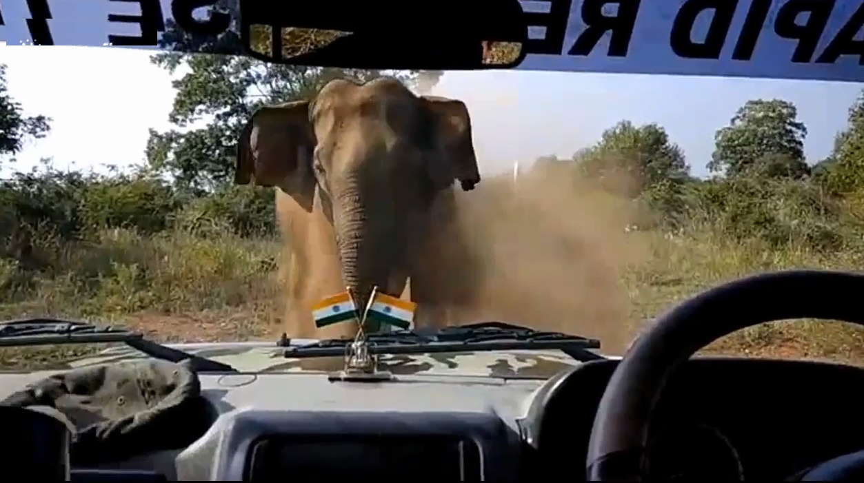 산림 관계자가 지프차 앞으로 무섭게 달려오는 코끼리의 모습(유튜브 영상 캡처)