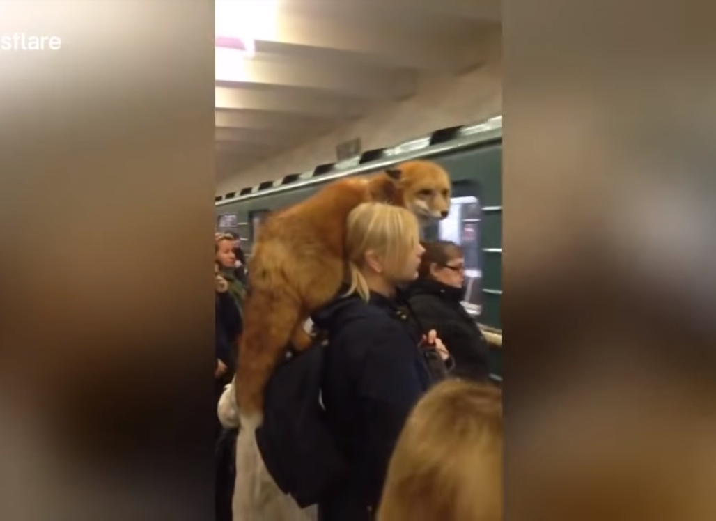 살아있는 붉은 여우를 어깨 위에 메고 지하철 타는 여성의 모습(유튜브 영상 캡처)