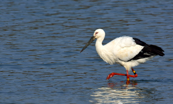 강릉 남대천 찾은 황새