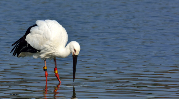 강릉 남대천 찾은 황새