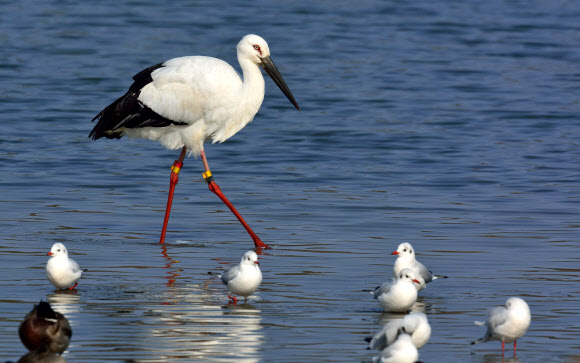 귀한 손님 ‘황새’, 강릉 남대천 찾아