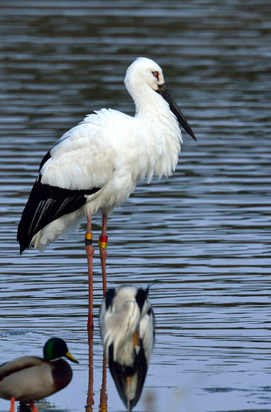 귀한 손님 ‘황새’, 강릉 남대천 찾아