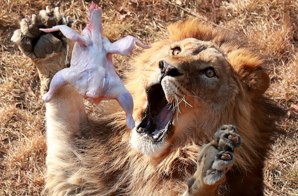 제3아프리카관 사자 먹이주기