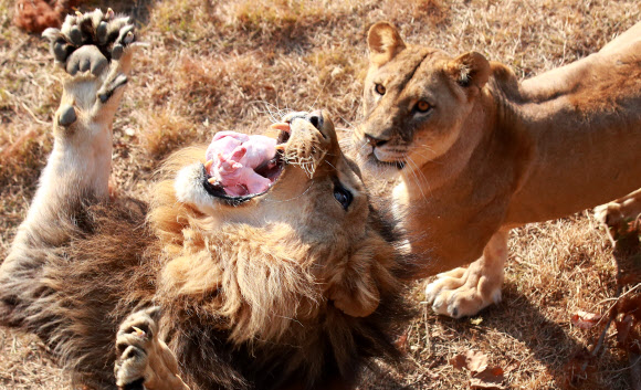 제3아프리카관 사자 먹이주기