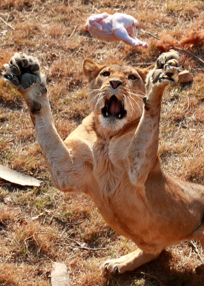 제3아프리카관 사자 먹이주기