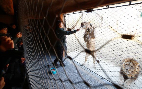사자 훈련 모습을 더 가까이에서